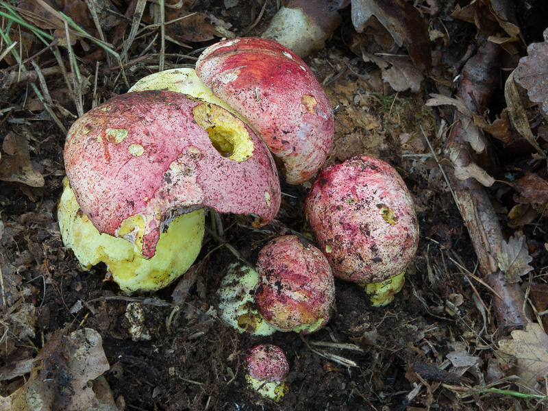 Boletus regius